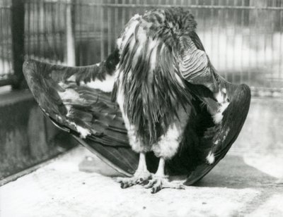 En lappgam på golvet i sin inhägnad och putsar sina vingfjädrar, London Zoo. av Frederick William Bond