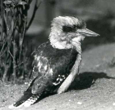 A Laughing Kookaburra på London Zoo i april 1925 av Frederick William Bond