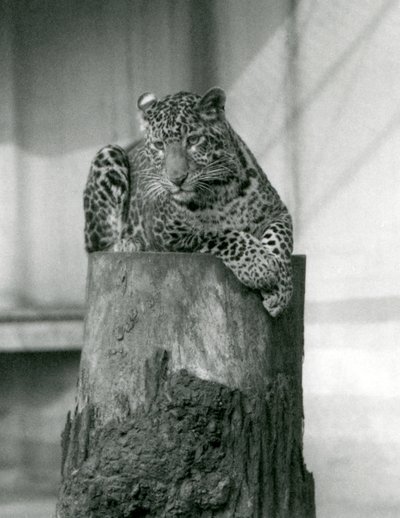 En leopard som ligger på toppen av en stubbe, London Zoo av Frederick William Bond