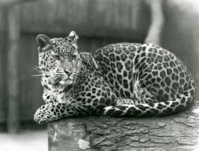 En leopard som vilar på en stock på London Zoo 1929 (s/v foto) av Frederick William Bond