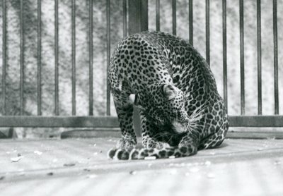 En leopard som sitter i sitt hölje och sköter sitt ben, London Zoo, 1927 av Frederick William Bond