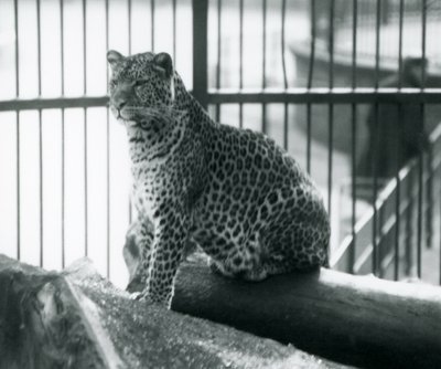 En leopard som sitter på en stock i sitt inhägnad vid London Zoo, september 1925 av Frederick William Bond