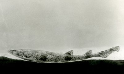 En mindre fläckig hundhaj på London Zoo 1924 av Frederick William Bond