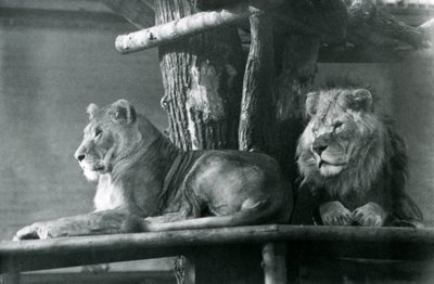 Ett lejon och lejoninna vilar på en hög plattform, i deras inhägnad, London Zoo 1929 (s/v foto) av Frederick William Bond