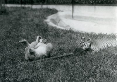 En lejon- och tigerunge leker med en mopp, på gräset, vid en pool, London Zoo, september 1925 av Frederick William Bond