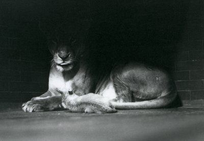 En lejonunge som ligger ner med sin mamma i skuggan av baksidan av deras inhägnad, London Zoo, oktober 1925 av Frederick William Bond