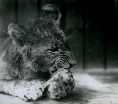 En lejonunge matar på ZSL London Zoo 1927 av Frederick William Bond
