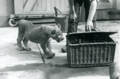 En lejonunge tittar på en tigerunge i en flätad korg, som en djurhållare öppnar, London Zoo, september 1925 av Frederick William Bond