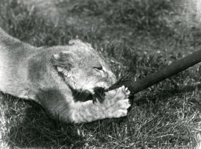 En lejonunge som leker med en mopp, hållen av sin skötare, på gräset framför sin håla, London Zoo, september 1925 av Frederick William Bond