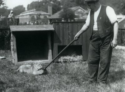 En lejonunge som leker med en mopp, hållen av sin skötare, på gräset framför sin håla, London Zoo, september 1925 av Frederick William Bond