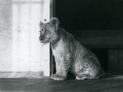 En lejonunge sitter på golvet i London Zoo 1930 (s/v foto) av Frederick William Bond