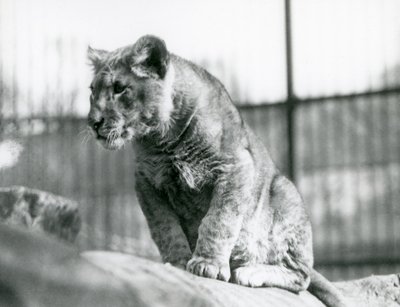 En lejonunge, som hade fötts i menageriet i juli 1923, London Zoo, juli 1924 av Frederick William Bond