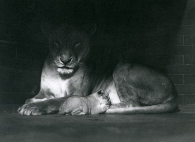 En lejoninna och unge som ligger ner i skuggan av baksidan av deras inhägnad, London Zoo, oktober 1925 av Frederick William Bond