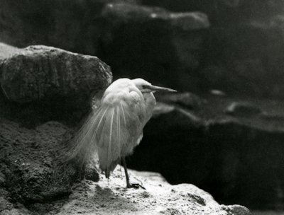 En liten egret vilar bland stenar på London Zoo 1930 (s/v foto) av Frederick William Bond