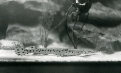 A Longnose gar, eller Needlenose gar, London Zoo, 1924 av Frederick William Bond