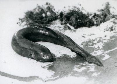 En lungfisk vilar ur vattnet på London Zoo i september 1928 av Frederick William Bond