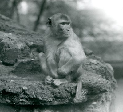 En makak som sitter på en sten på London Zoo 1924 av Frederick William Bond