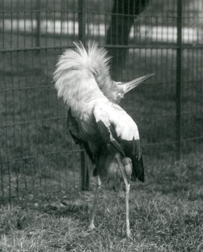 En Maguari-stork som uppträder i London Zoo, juli 1925 av Frederick William Bond