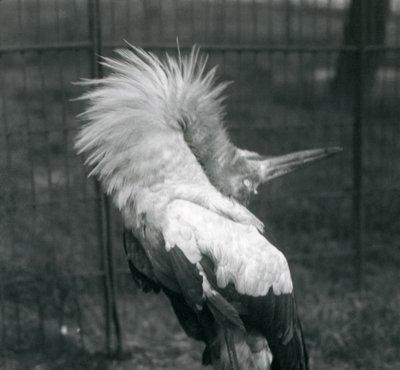 En Maguari-stork som uppträder i London Zoo, juli 1925 av Frederick William Bond