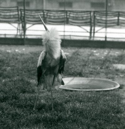 En Maguari-stork som visar upp-och-ner-visningen medan han står på gräs bredvid en liten betongpool, London Zoo, juli 1925 (s/v-foto) av Frederick William Bond