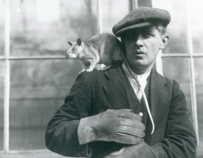 En malagasisk jätteråtta sitter på axeln av sin djurhållare, London Zoo av Frederick William Bond