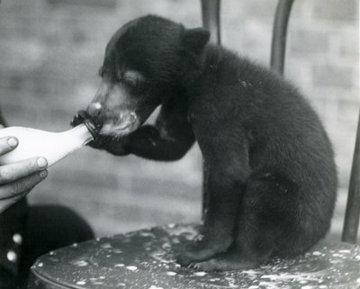 En malaysisk eller solbjörnsunge sitter på en stol medan den flaskmatas av sin djurhållare på London Zoo, 1920-talet av Frederick William Bond