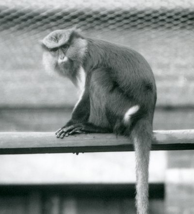 En Mona Monkey som sitter på en horisontell stolpe i sin inhägnad vid London Zoo i september 1925 av Frederick William Bond