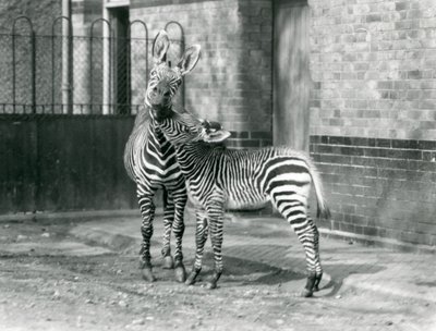 En bergszebra och hennes föl på London Zoo 1929 (s/v foto) av Frederick William Bond