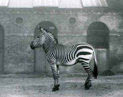 En bergszebra som står, i sin hage, framför de höga dörrarna till Giraffe House på London Zoo 1927 av Frederick William Bond