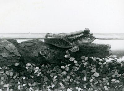 En Mudskipper, vilande på nedsänkta klippor, med ögonen ovanför vattnet, London Zoo av Frederick William Bond