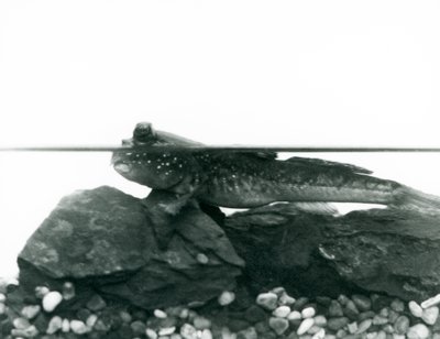 En Mudskipper, vilande på nedsänkta klippor, med ögonen ovanför vattnet, London Zoo av Frederick William Bond