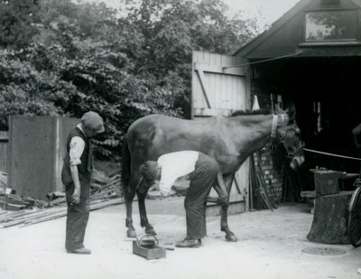 En mula skoddes på London Zoo 1924 av Frederick William Bond