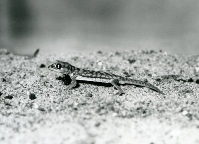 En Namibsandgecko/Web-footed gecko som står på sand, London Zoo, september 1928 (svart/vitt foto) av Frederick William Bond