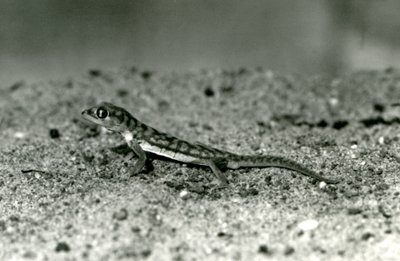 En Namib-sandgecko/nätfotad gecko som står på sand, London Zoo, september 1928 (s/v-foto) av Frederick William Bond