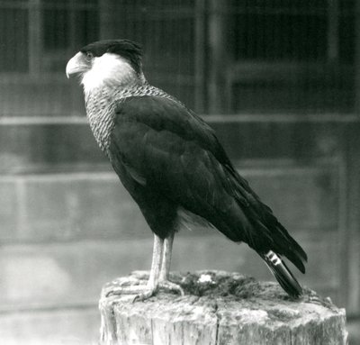 En Northern Crested Caracara som står på en stock vid London Zoo, september 1925 av Frederick William Bond