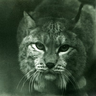 A Northern Lynx, London Zoo, februari 1925 av Frederick William Bond