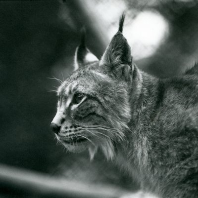 A Northern Lynx på London Zoo, juli 1925 av Frederick William Bond