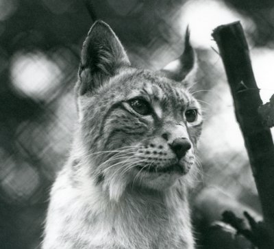 A Northern Lynx på London Zoo, juli 1925 av Frederick William Bond