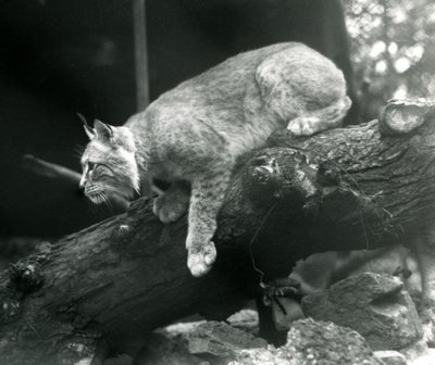 Ett nordligt lodjur som lutar sig ner från en gren, London Zoo, oktober 1925 av Frederick William Bond