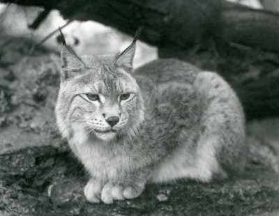 Ett nordligt lodjur som sitter på en sten, London Zoo, oktober 1925 av Frederick William Bond