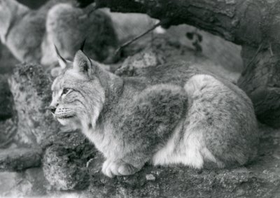 Ett nordligt lodjur som sitter på en sten, London Zoo, oktober 1925 av Frederick William Bond