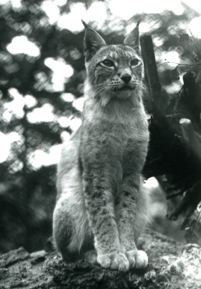 Ett Northern Lynx sitter uppe på London Zoo, juli 1925 av Frederick William Bond