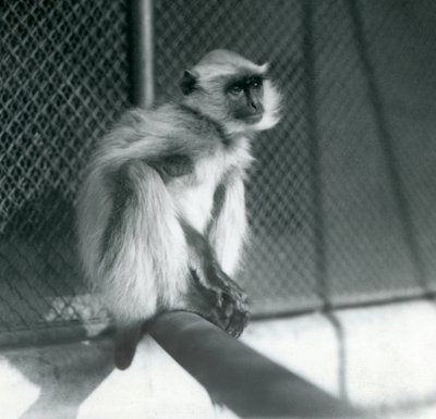 En Northern Plains Grey Langur sitter på en abborre i sin inhägnad vid London Zoo 1928 (s/v foto) av Frederick William Bond