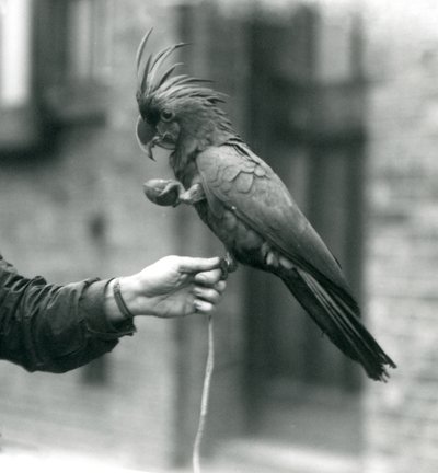 En PalmGoliath Great Black Cockatoo som greppar om fingret på en målvakt med ena foten och håller i en äggformad godis i den andra nLondon Zoo, september 1927. av Frederick William Bond
