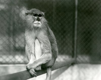 En Patas/Wadi/Hussar-apa sitter på en gren på London Zoo 1928 (s/v foto) av Frederick William Bond