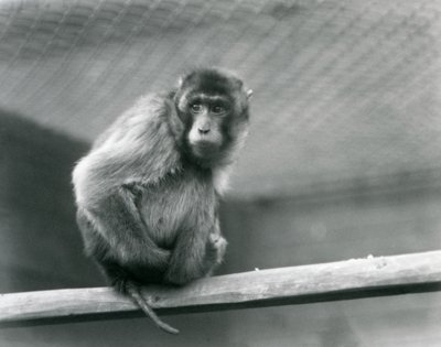 En grisstjärtmakak sitter på en abborre i sitt inhägnad vid London Zoo (s/v foto) av Frederick William Bond