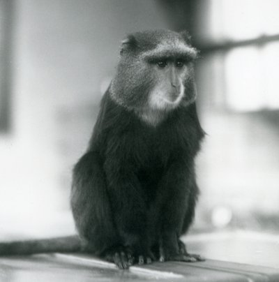 En Pluto Monkey, eller Blue Monkey, sitter på en bänk, London Zoo av Frederick William Bond
