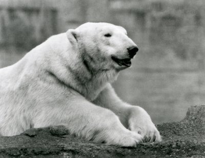 En isbjörn vilar på en klippavsats på London Zoo 1931 (s/v foto) av Frederick William Bond