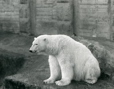 En isbjörn som sitter på en klippavsats vid London Zoo i september 1927 av Frederick William Bond