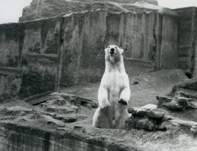 En isbjörn som sitter uppe i sin inhägnad vid foten av Mappin Terraces på London Zoo i september 1928 (s/v foto) av Frederick William Bond